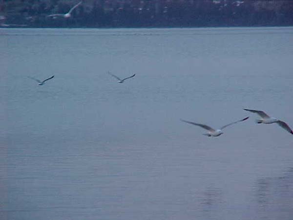 Montanas-Flathead-Lake0006