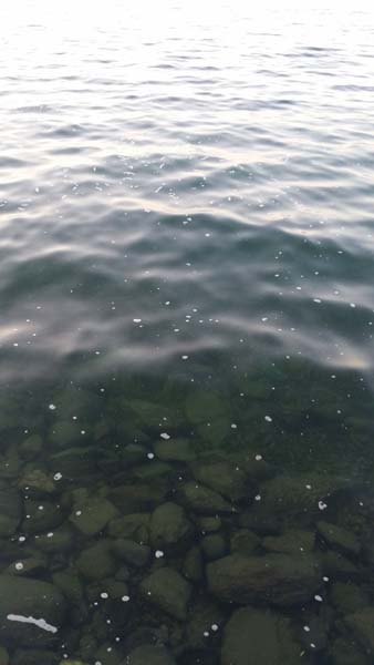 Montanas-Flathead-Lake0015