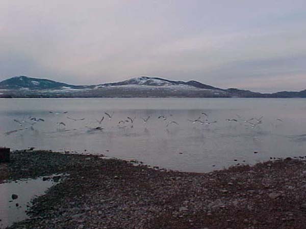 Montanas-Flathead-Lake0018