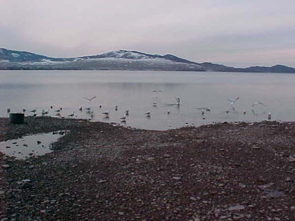 Montanas-Flathead-Lake0023