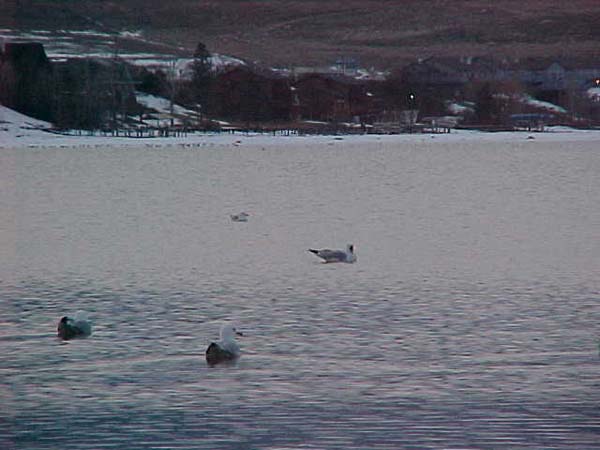 Montanas-Flathead-Lake0030