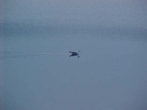 Montanas-Flathead-Lake0038