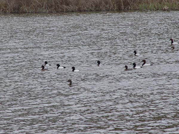 Montanas-Flathead-Lake0090