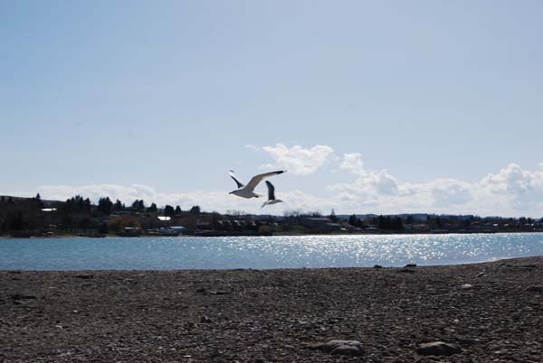 Montanas-Flathead-Lake0230