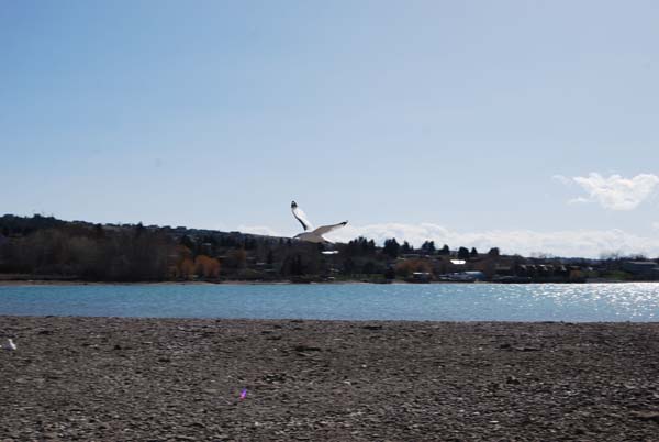 Montanas-Flathead-Lake0231