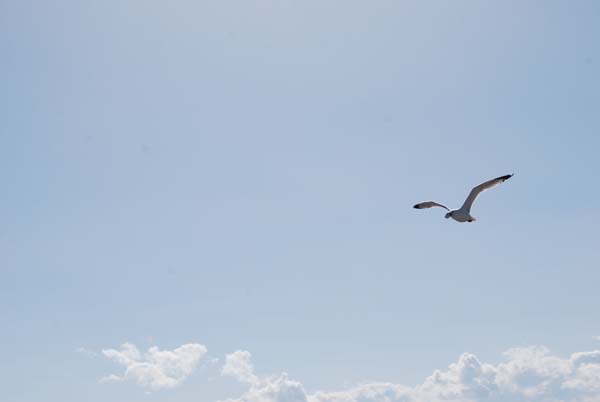 Montanas-Flathead-Lake0243