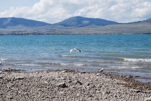 Montanas-Flathead-Lake0249