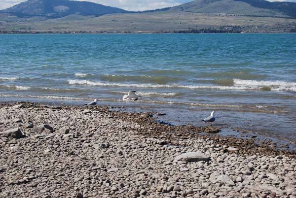 Montanas-Flathead-Lake0251