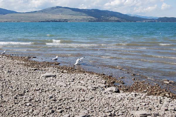 Montanas-Flathead-Lake0254