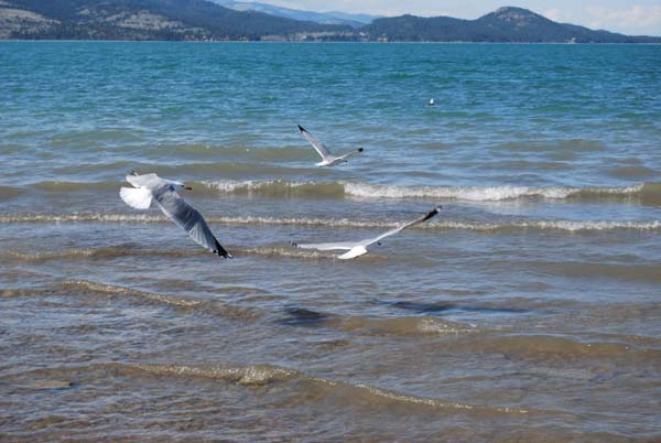 Montanas-Flathead-Lake0256