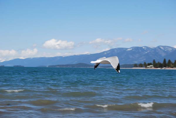 Montanas-Flathead-Lake0260