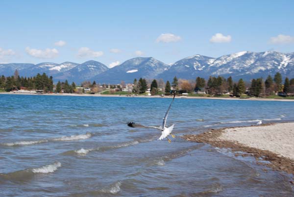 Montanas-Flathead-Lake0261
