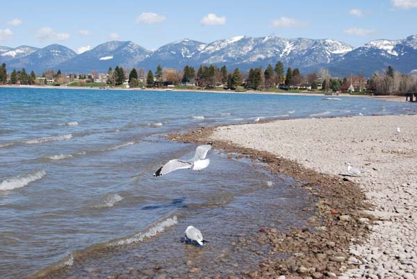 Montanas-Flathead-Lake0262