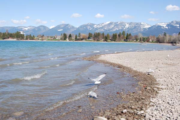 Montanas-Flathead-Lake0263