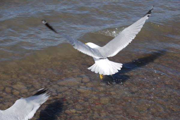 Montanas-Flathead-Lake0266