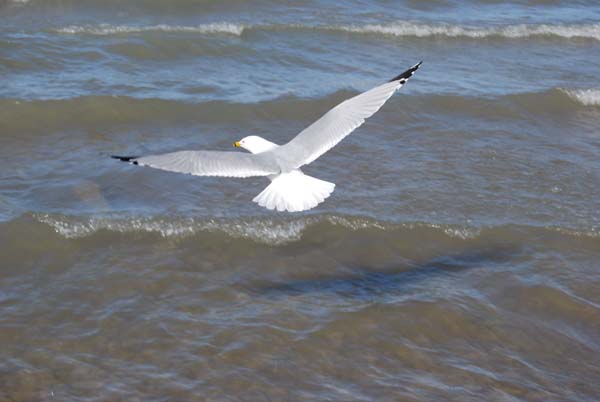 Montanas-Flathead-Lake0267