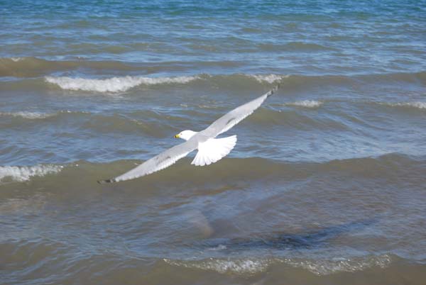 Montanas-Flathead-Lake0268