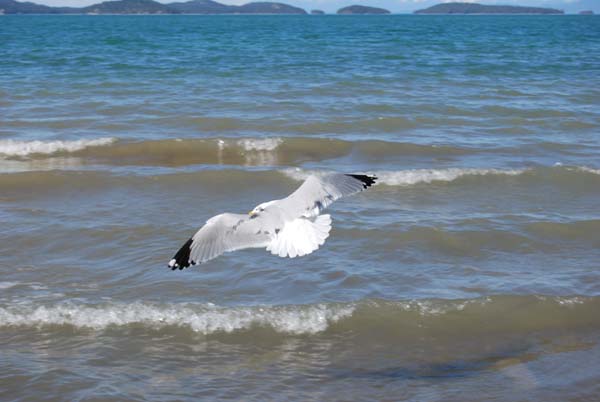 Montanas-Flathead-Lake0269