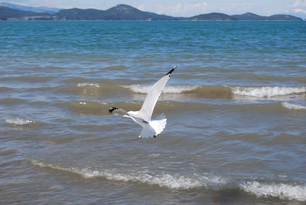 Montanas-Flathead-Lake0270