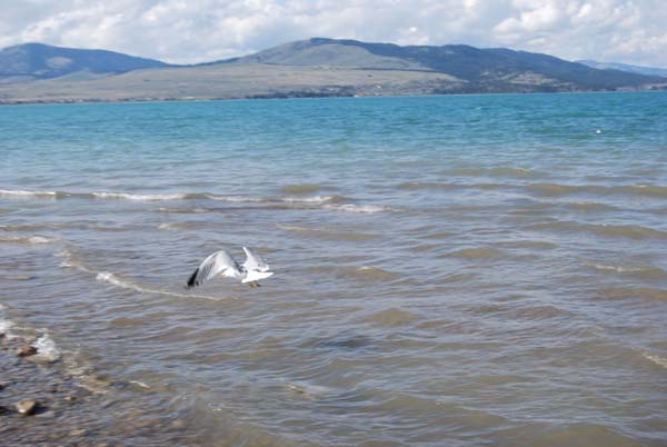 Montanas-Flathead-Lake0272