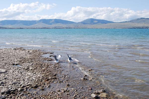 Montanas-Flathead-Lake0273