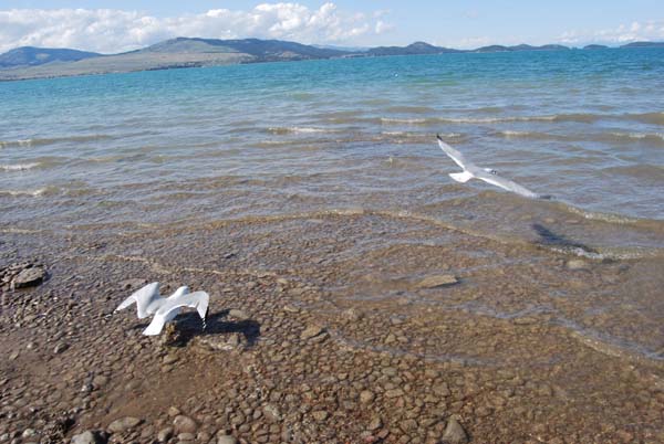 Montanas-Flathead-Lake0275