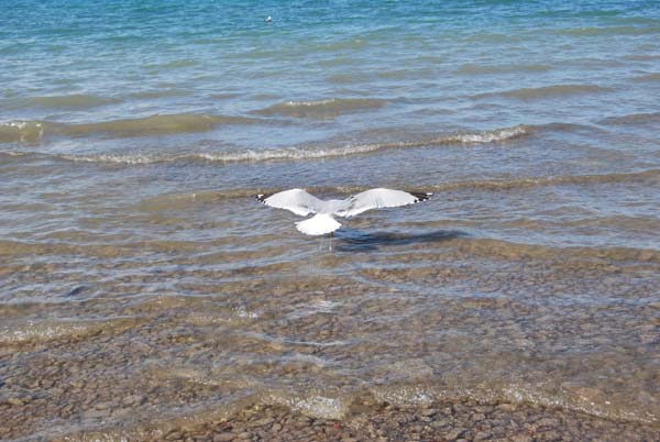 Montanas-Flathead-Lake0282