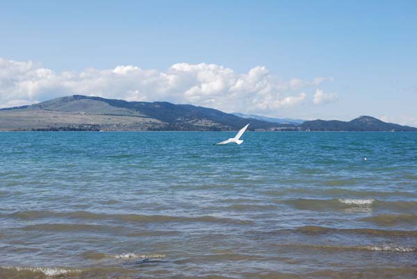 Montanas-Flathead-Lake0284