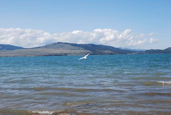 Montanas-Flathead-Lake0285