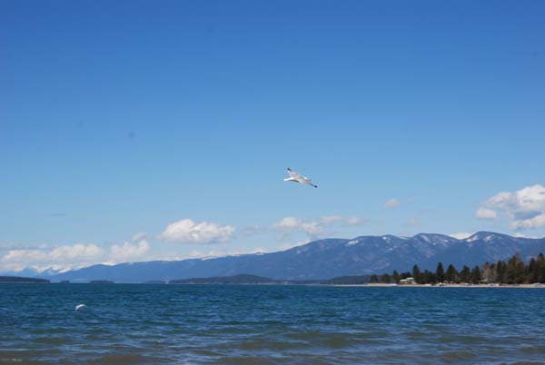 Montanas-Flathead-Lake0296