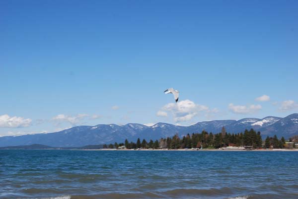 Montanas-Flathead-Lake0297