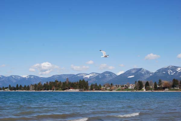 Montanas-Flathead-Lake0298