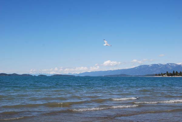 Montanas-Flathead-Lake0332
