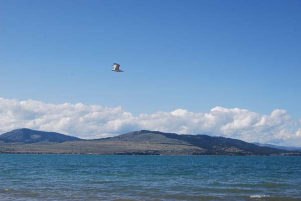 Montanas-Flathead-Lake0344