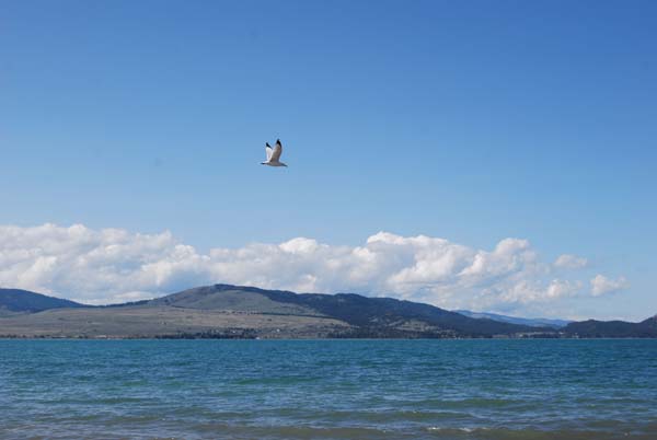 Montanas-Flathead-Lake0345