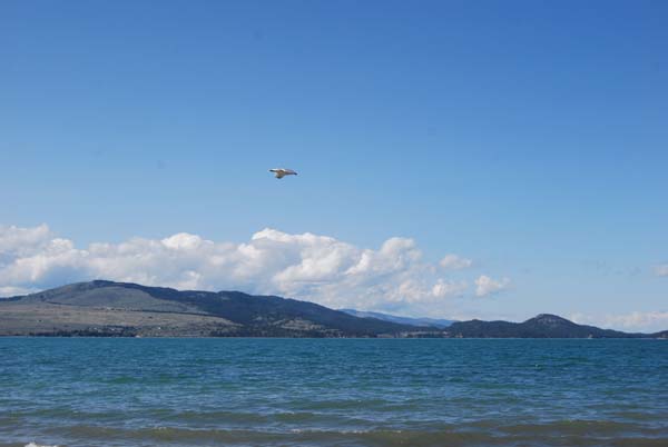 Montanas-Flathead-Lake0346