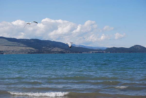 Montanas-Flathead-Lake0363