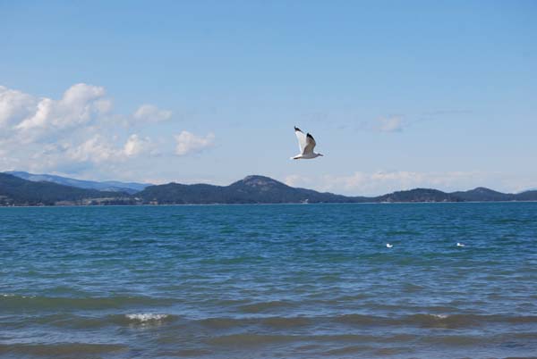 Montanas-Flathead-Lake0365