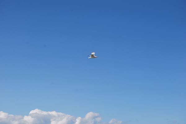 Montanas-Flathead-Lake0370