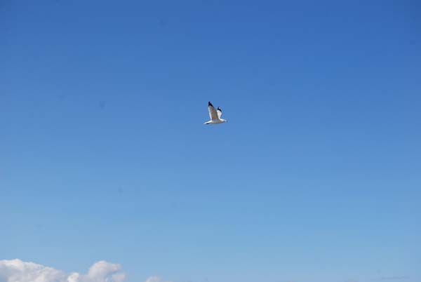 Montanas-Flathead-Lake0371