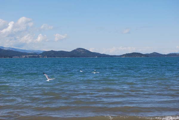 Montanas-Flathead-Lake0375