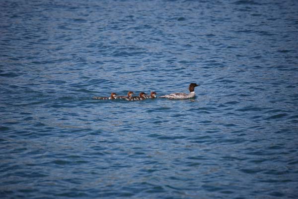 Montanas-Flathead-Lake0385