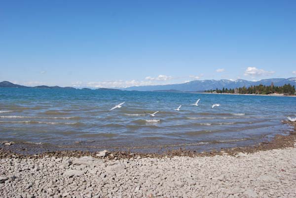 Montanas-Flathead-Lake0428