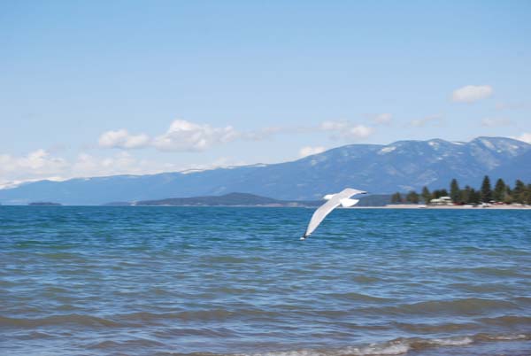 Montanas-Flathead-Lake0440