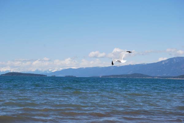 Montanas-Flathead-Lake0441