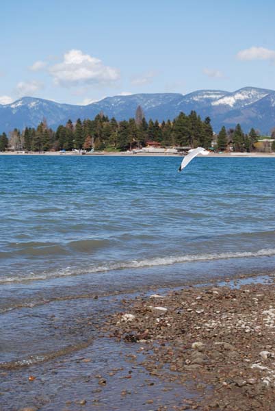 Montanas-Flathead-Lake0465
