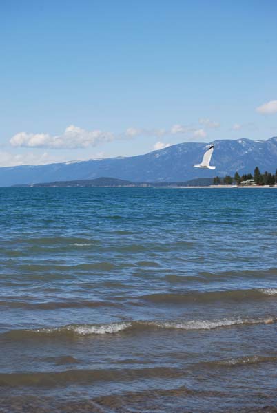 Montanas-Flathead-Lake0468