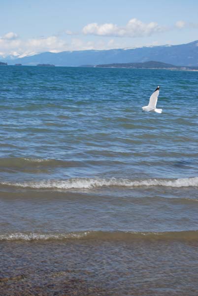 Montanas-Flathead-Lake0475