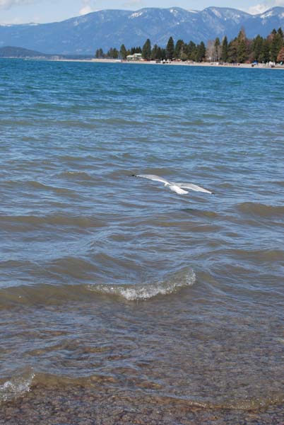 Montanas-Flathead-Lake0481