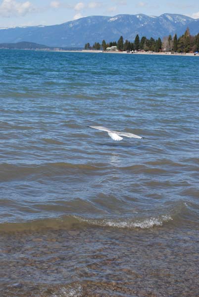 Montanas-Flathead-Lake0482